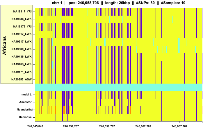 \begin{figure*}\centering
\includegraphics[width=\textwidth]{/system/user/hochreit/linkage/paper/neanderthalManuscripts/eps/neandertal3}\end{figure*}